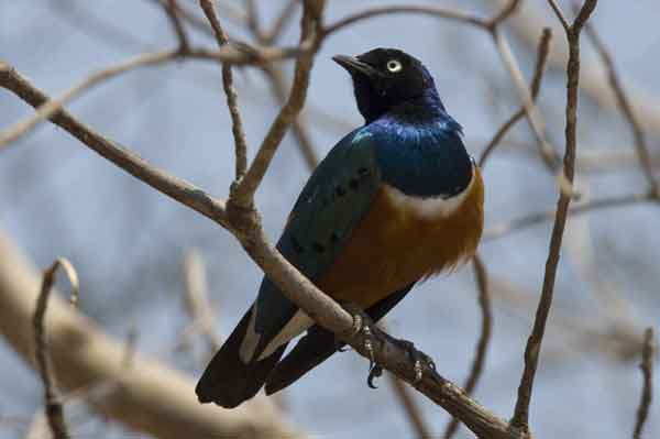 Estornino Soberbio - parque nacional de Tarangire - Tanzania 1.jpg